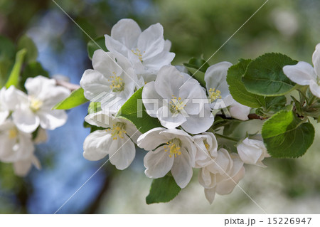 Flowering apple trees on a clear sunny day. Flowering apple trees on a clear sunny day. 15226947