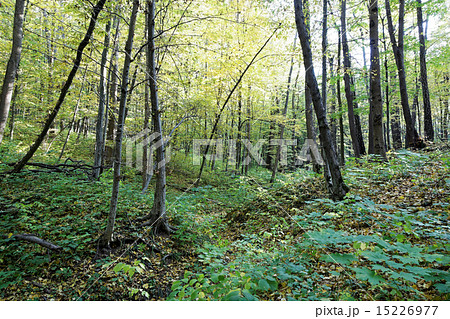 Green deciduous forest on a sunny day. 15226977