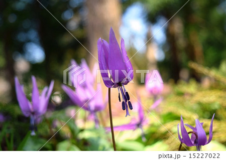 かたくりの花 かたくりの花 15227022