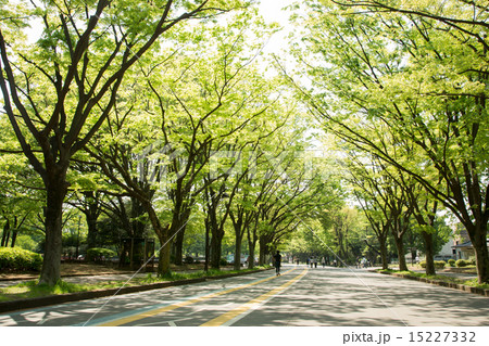 新緑の駒沢公園 新緑の駒沢公園 15227332