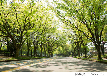 駒沢公園 15227335