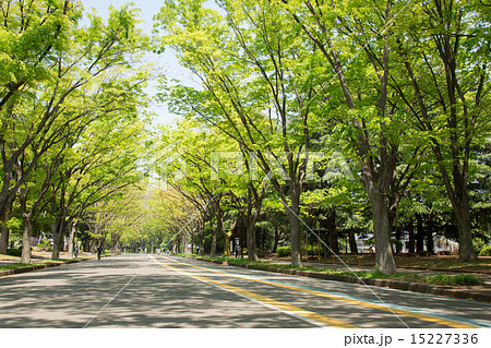 新緑の駒沢公園 15227336