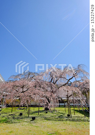 醍醐寺の桜 15227429