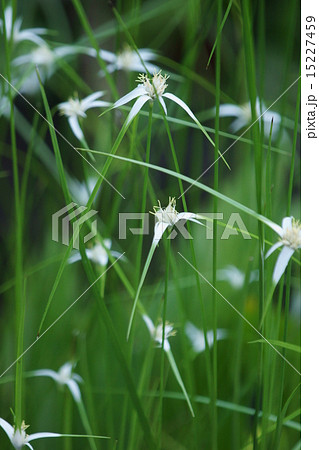 白鷺蚊帳吊　シラサギカヤツリと申します。 15227459