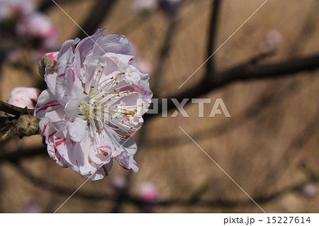 ハナモモ 15227614