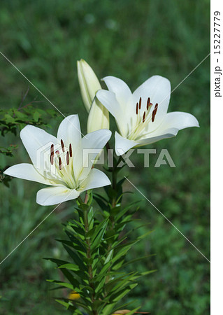 透百合スカシユリ 花が上向きに咲くので人気者です の写真素材 透百合スカシユリ 花が上向きに咲くので人気者です の写真素材