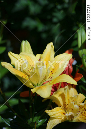 透百合スカシユリ 花が上向きに咲くので人気者です。 透百合スカシユリ 花が上向きに咲くので人気者です。 15227783