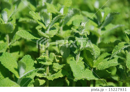 オレガノ オレガノ 15227931