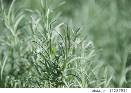 カレープラント カレープラント 15227932