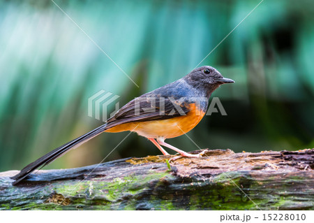 juvenile male White-rumped Shama juvenile male White-rumped Shama 15228010
