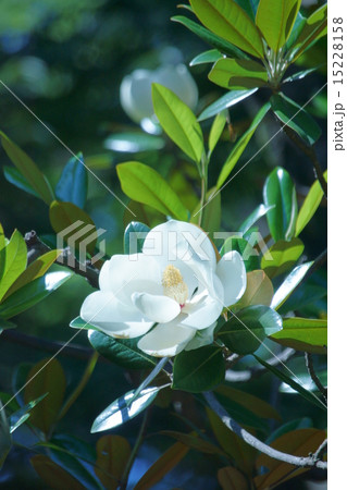 泰山木タイサンボク 大きな花は優雅です。 泰山木タイサンボク 大きな花は優雅です。 15228158