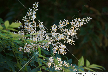 南天の花 蕾はお菓子のようです の写真素材