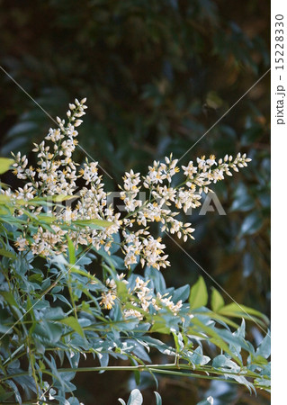 南天の花　蕾はお菓子のようです。 15228330