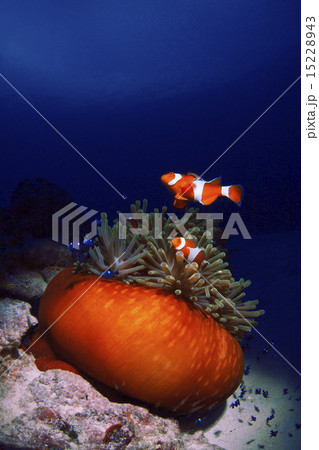 カクレクマノミとイソギンチャク カクレクマノミとイソギンチャク 15228943