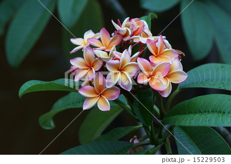 インド素馨 インドソケイ プルメリアとも呼ばています。 インド素馨 インドソケイ プルメリアとも呼ばています。 15229503