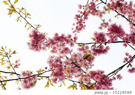 小積の河津桜 15229599