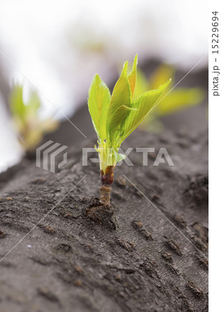 Green sprout growing from tree in vertical Green sprout growing from tree in vertical 15229694