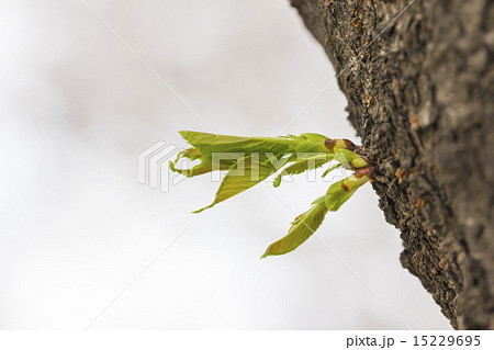 Green sprout growing from tree in horizontal 15229695