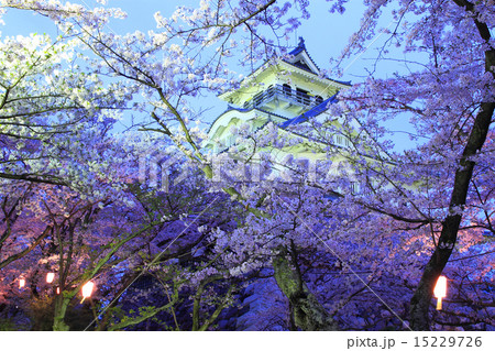 4月滋賀 長浜城 天守閣ライトアップと桜の写真素材