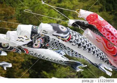 鯉のぼり 15229850