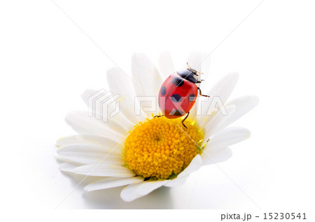 てんとう虫 てんとう虫 15230541