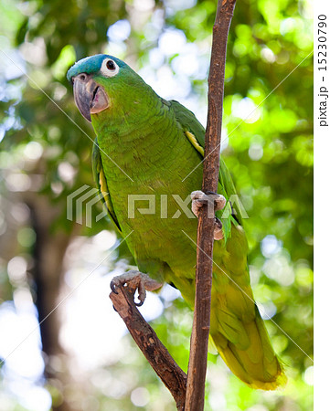 Beautiful colorful parrot 15230790