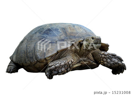 turtle turtle 15231008