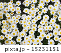 マーガレット 15231151