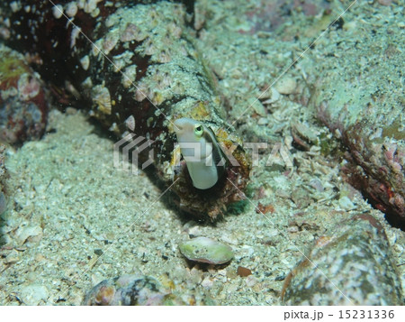 ギンポ ギンポ 15231336