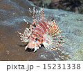 ミノカサゴ 15231338