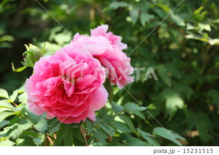 長谷寺のボタン 長谷寺のボタン 15231515