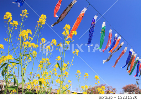 4月愛知 五条川にかかる鯉のぼりと菜の花 15231520