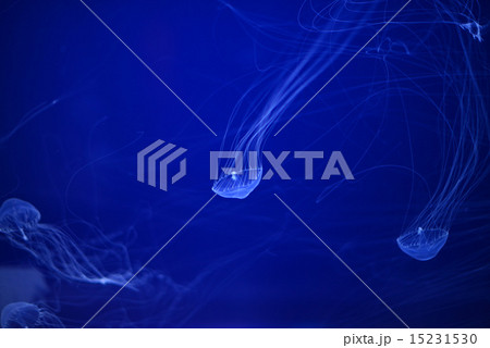 須磨海浜水族館でのクラゲ（海月／ジェリーフィッシュ） 15231530