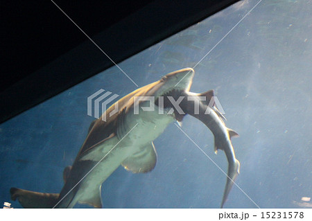 共食い 共食い 15231578