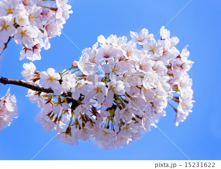 Branches of blooming apple tree  15231622