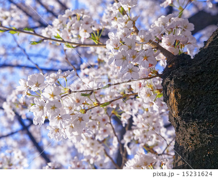 Branches of blooming apple tree  15231624