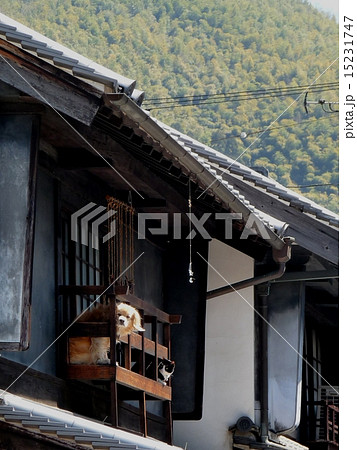 古民家のベランダから竹原の町並み保存地区を見渡す犬と猫の写真素材