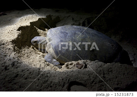 Green turtle laying eggs on beach at night 15231873