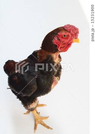 シャモのオス 白背景 シャモのオス 白背景 15231900