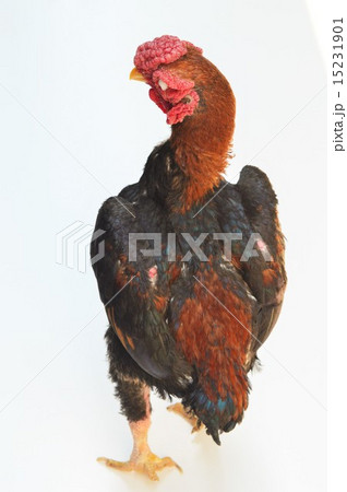 シャモのオス 白背景 シャモのオス 白背景 15231901