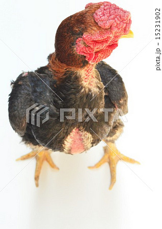 シャモのオス 白背景 シャモのオス 白背景 15231902