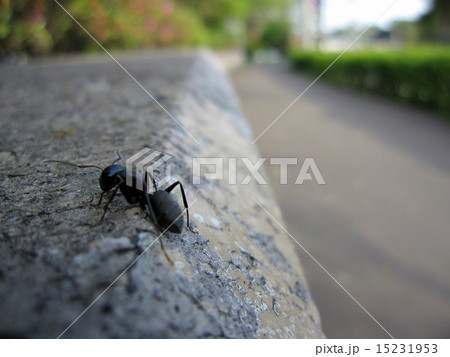 ありの道 ありの道 15231953