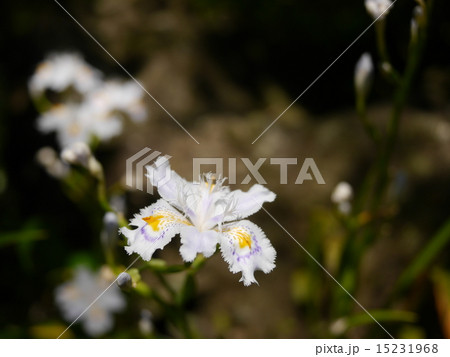 報国寺のシャガ2 報国寺のシャガ2 15231968