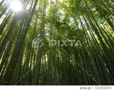 報国寺4 報国寺4 15231973