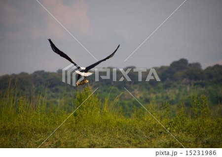 ボツワナ フィッシュイーグル 狩り ボツワナ フィッシュイーグル 狩り 15231986