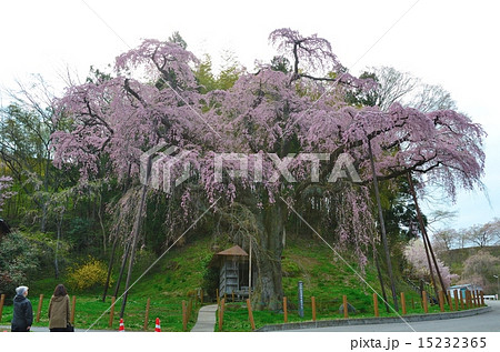 紅枝垂地蔵ザクラ　滝桜の娘 15232365