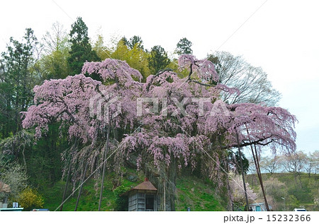 紅枝垂地蔵ザクラ　滝桜の娘 15232366
