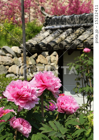 長谷寺の牡丹 長谷寺の牡丹 15232411