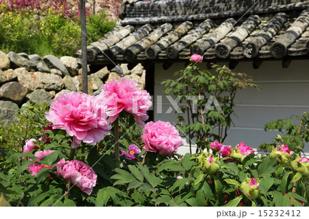 長谷寺の牡丹 15232412