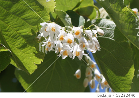 ハクウンボクの花 ハクウンボクの花 15232440